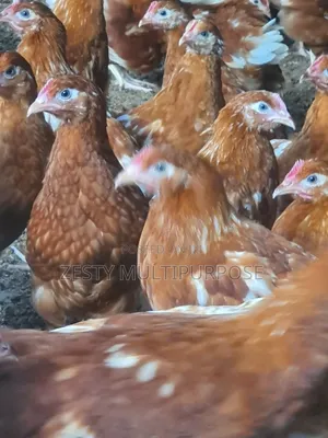 10 Weeks 500 Poc Pullets for Sale