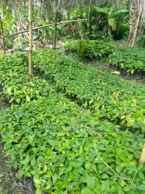 Hybrid Cocoa