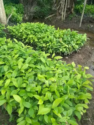 Hybrid Cocoa
