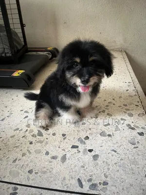 1-3 months Male Purebred Lhasa Apso