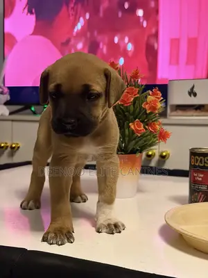 1-3 months Female Purebred Boerboel
