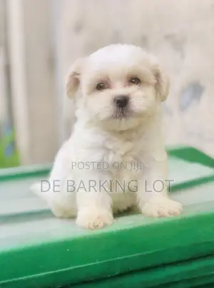 1-3 months Male Purebred Lhasa Apso