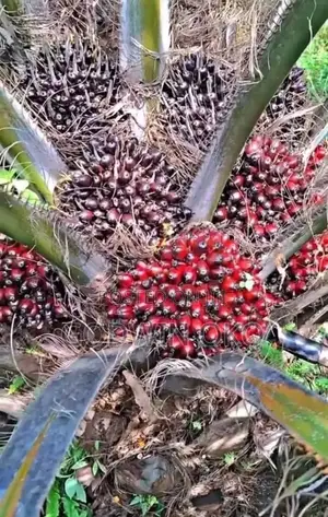 Original Tenera Hybrid Malaysia Palm Seedlings High Yield