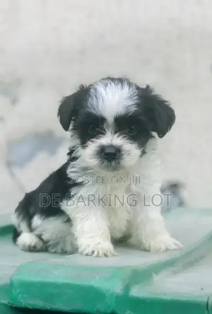 1-3 months Female Purebred Lhasa Apso