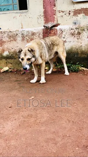 1+ year Female Purebred Caucasian Shepherd