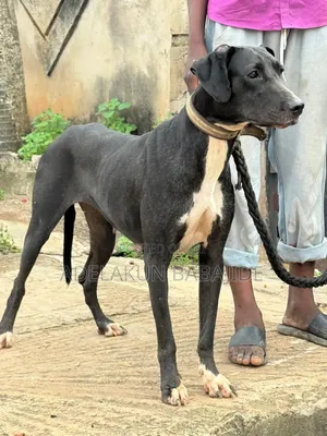 1+ year Female Purebred Great Dane