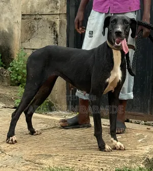 1+ year Female Purebred Great Dane