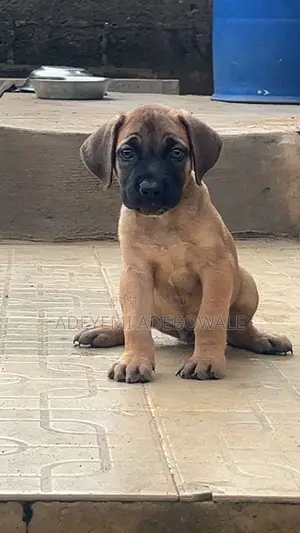 1-3 months Female Purebred Boerboel