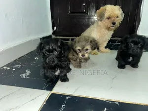 1-3 months Female Purebred Lhasa Apso