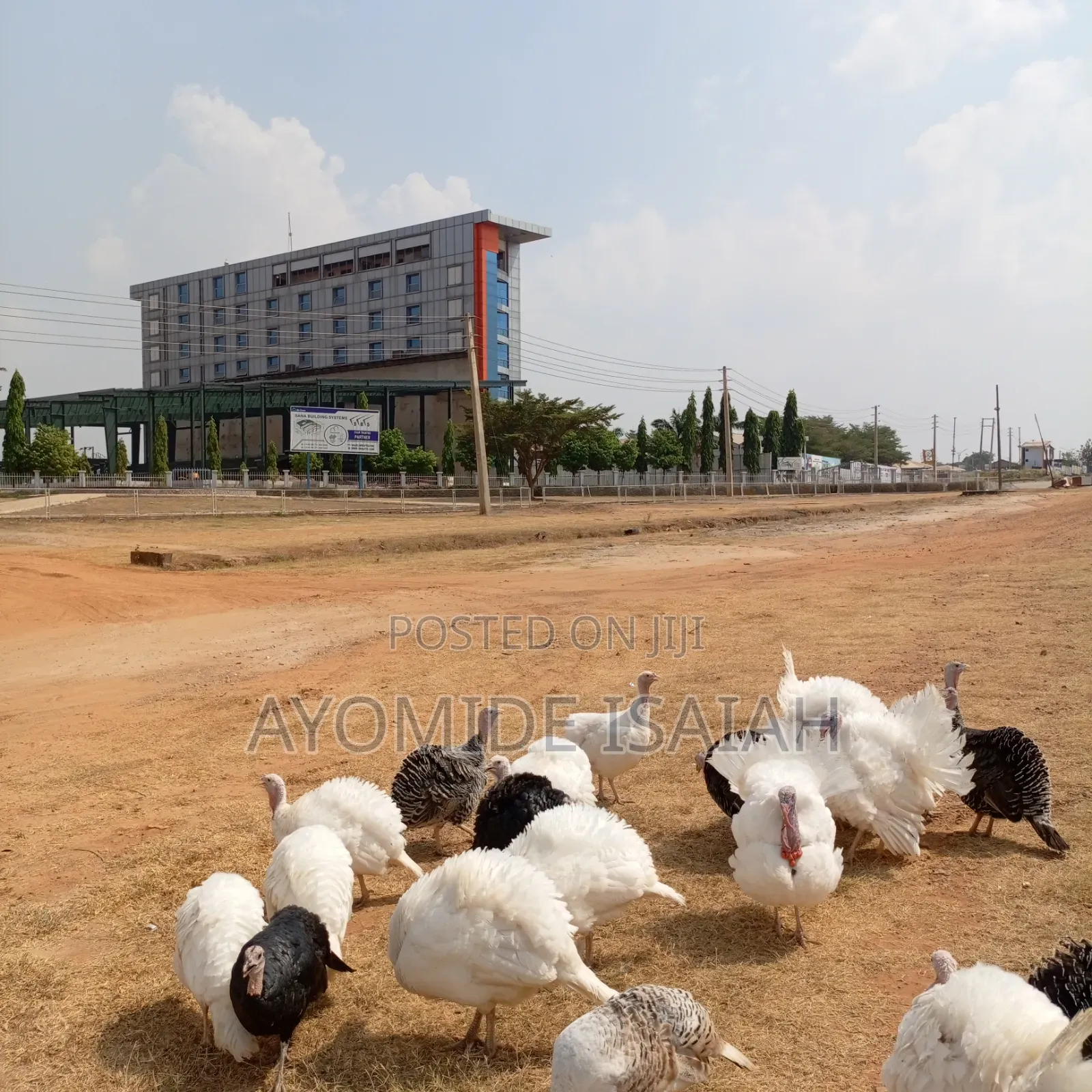 Live Turkeys