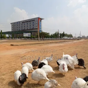 Live Turkeys