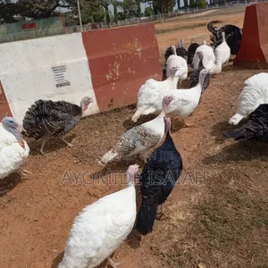 Live Turkeys