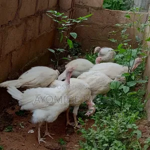 Live Turkeys
