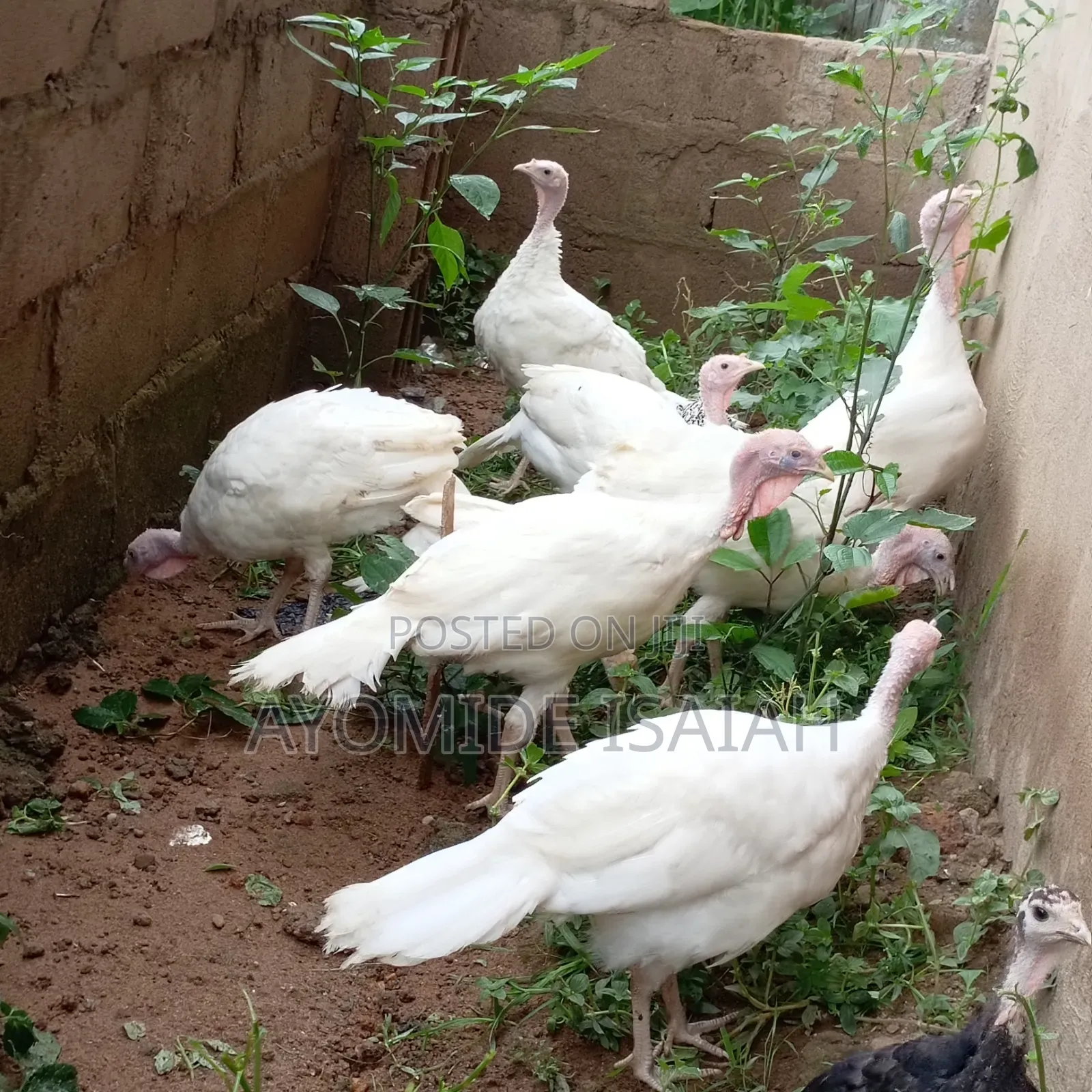 Live Turkeys
