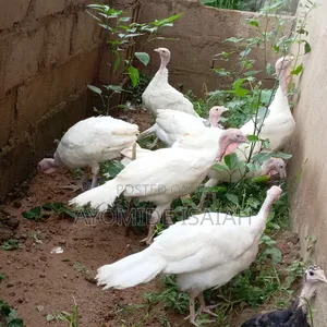 Live Turkeys