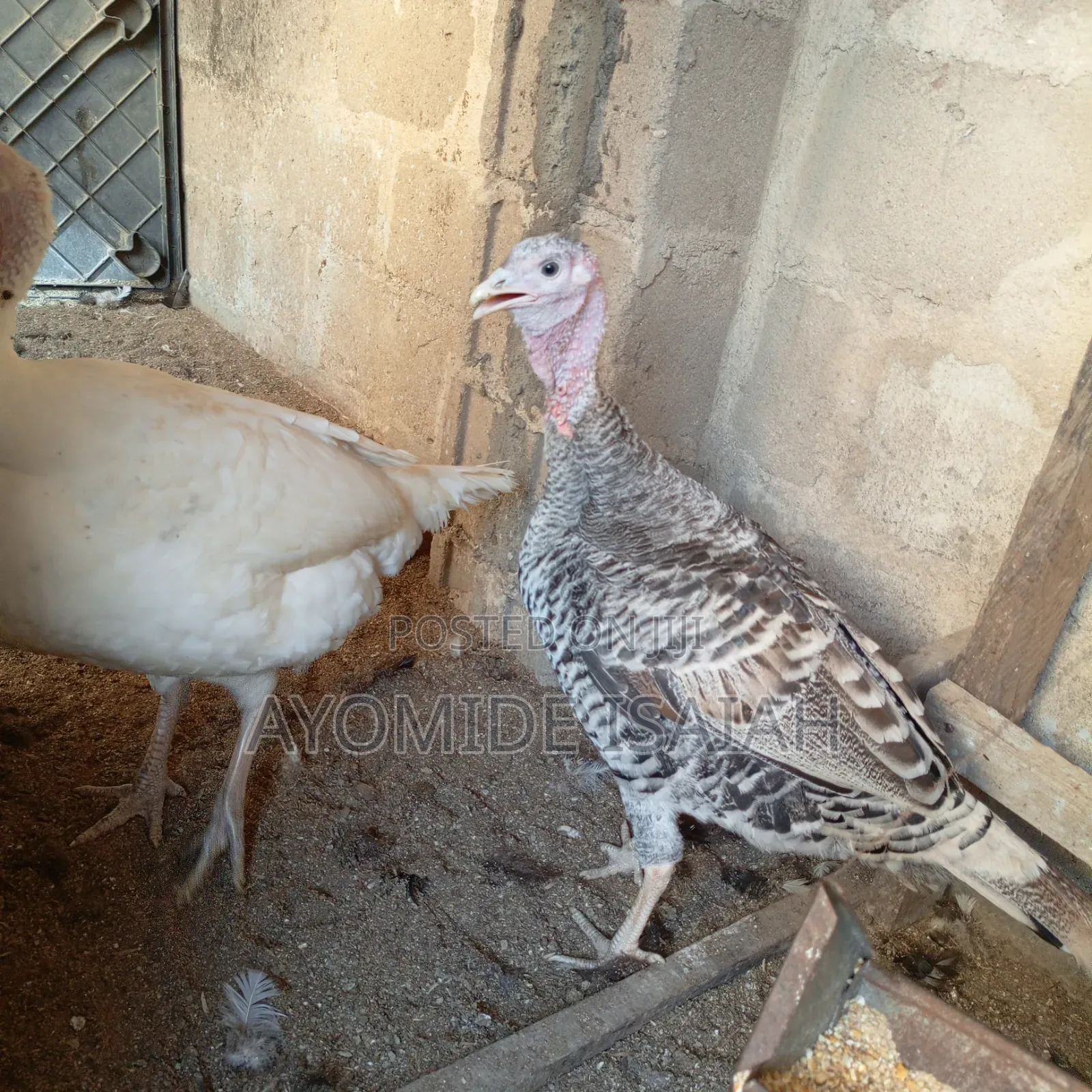 Live Turkeys