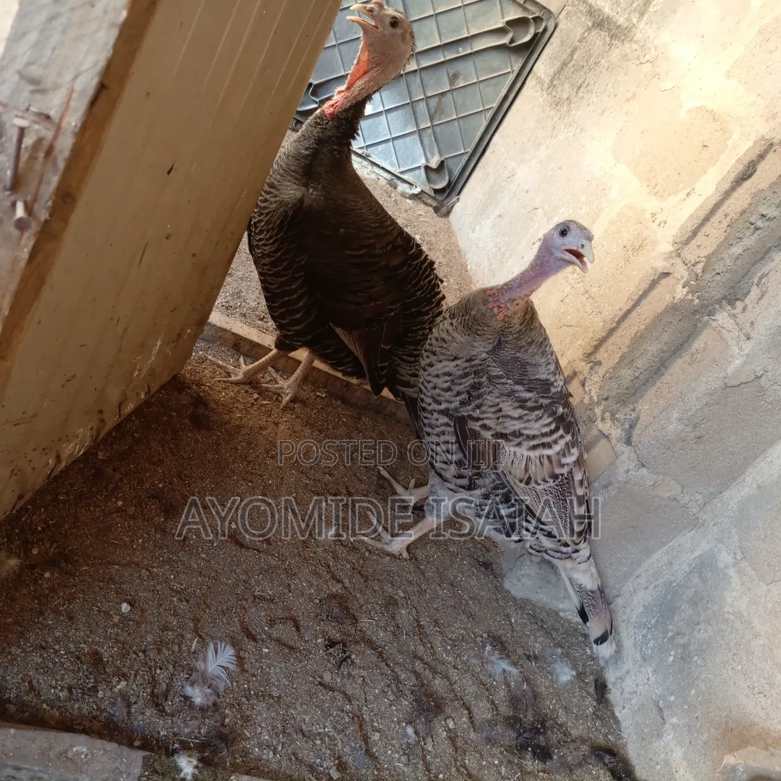 Live Turkeys