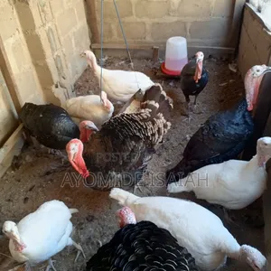 Healthy Female Turkeys for Sale