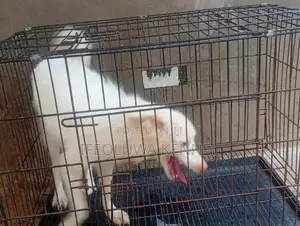 6-12 months Female Purebred American Eskimo