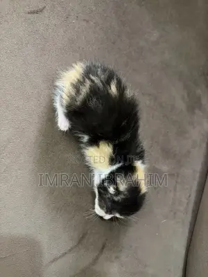 0-1 month Female Mixed Breed American Shorthair