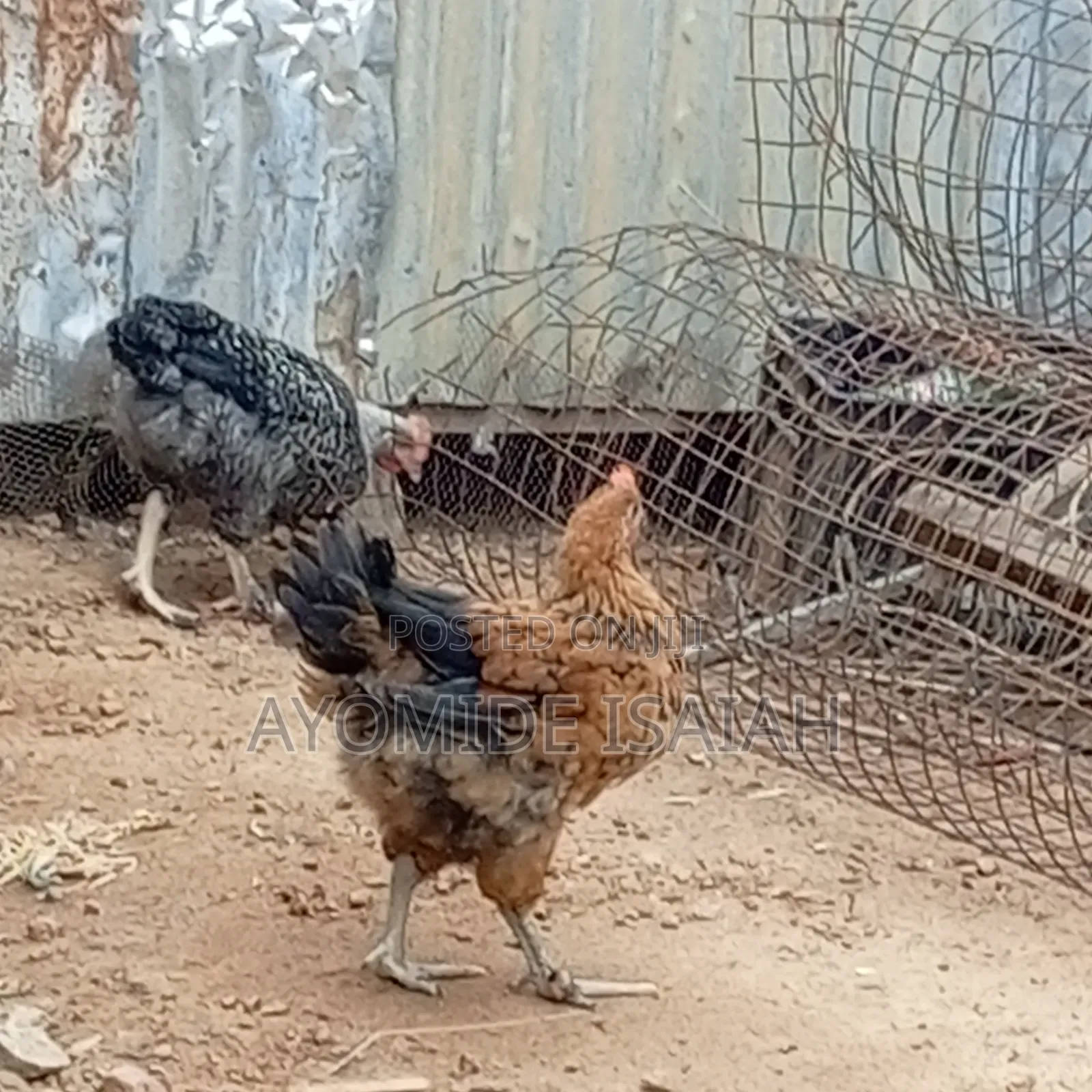 Live Brahma Birds