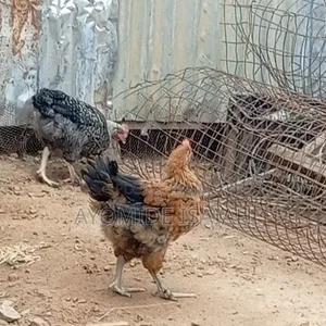 Live Brahma Birds