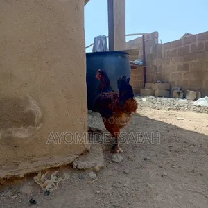 Live Brahma Birds