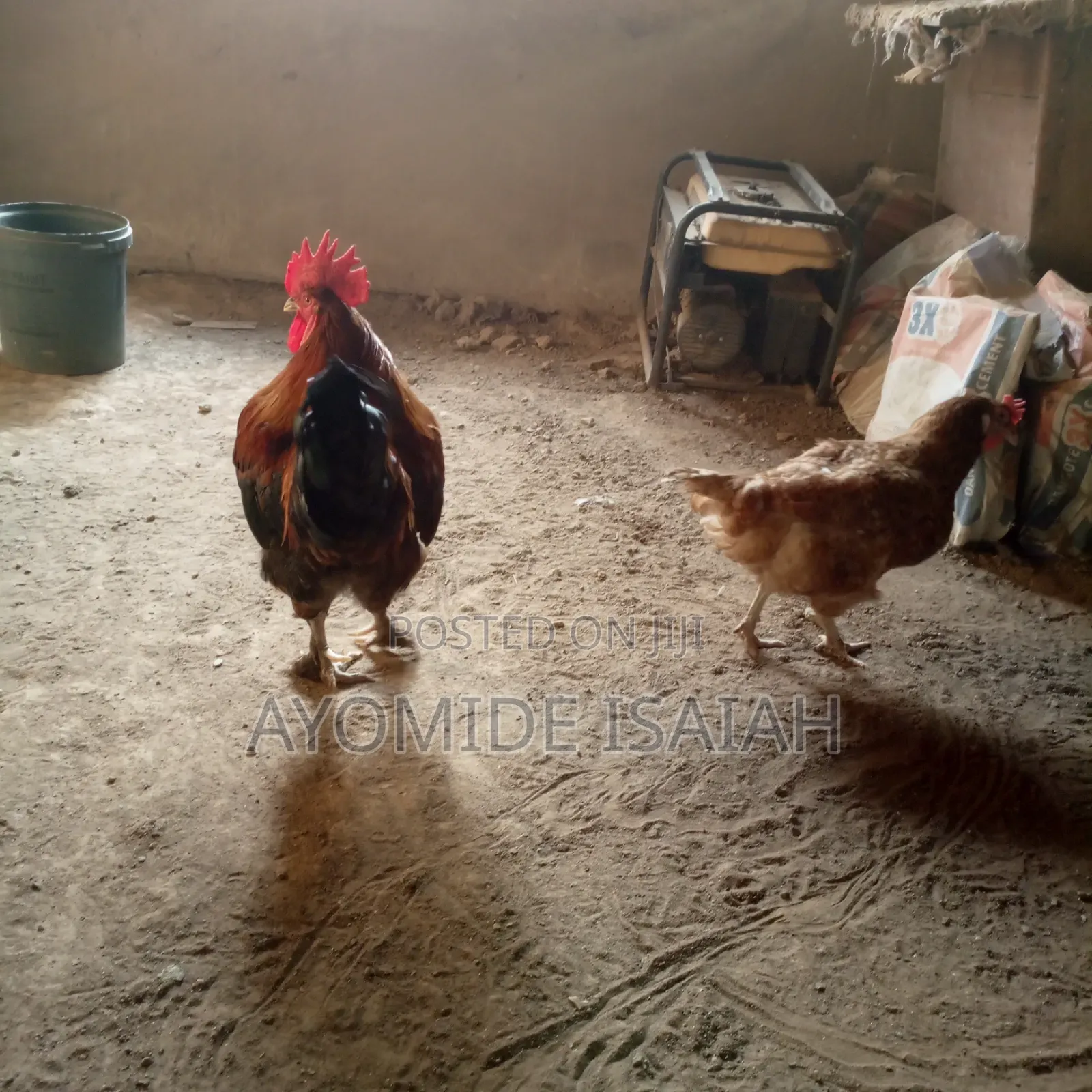 Live Brahma Birds