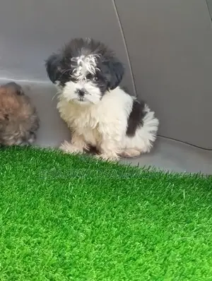 1-3 months Female Purebred Lhasa Apso