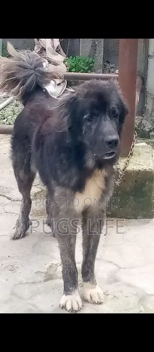 1+ year Male Purebred Caucasian Shepherd