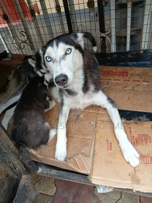 1+ year Female Purebred Siberian Husky