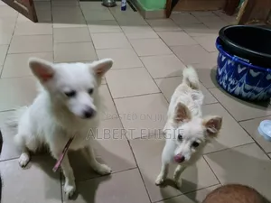 1-3 months Female Mixed Breed American Eskimo
