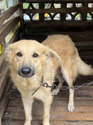 1+ year Female Mixed Breed German Shepherd