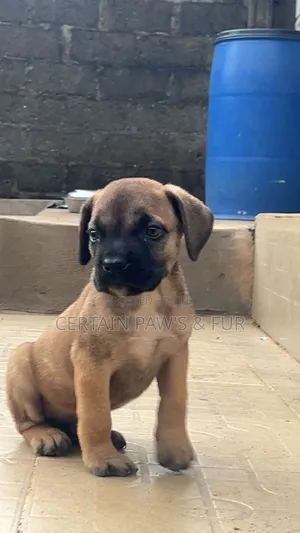 1-3 months Male Purebred Boerboel