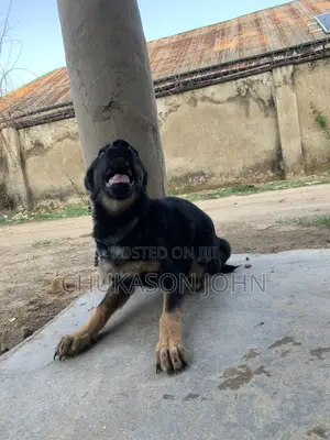 3-6 months Female Purebred German Shepherd