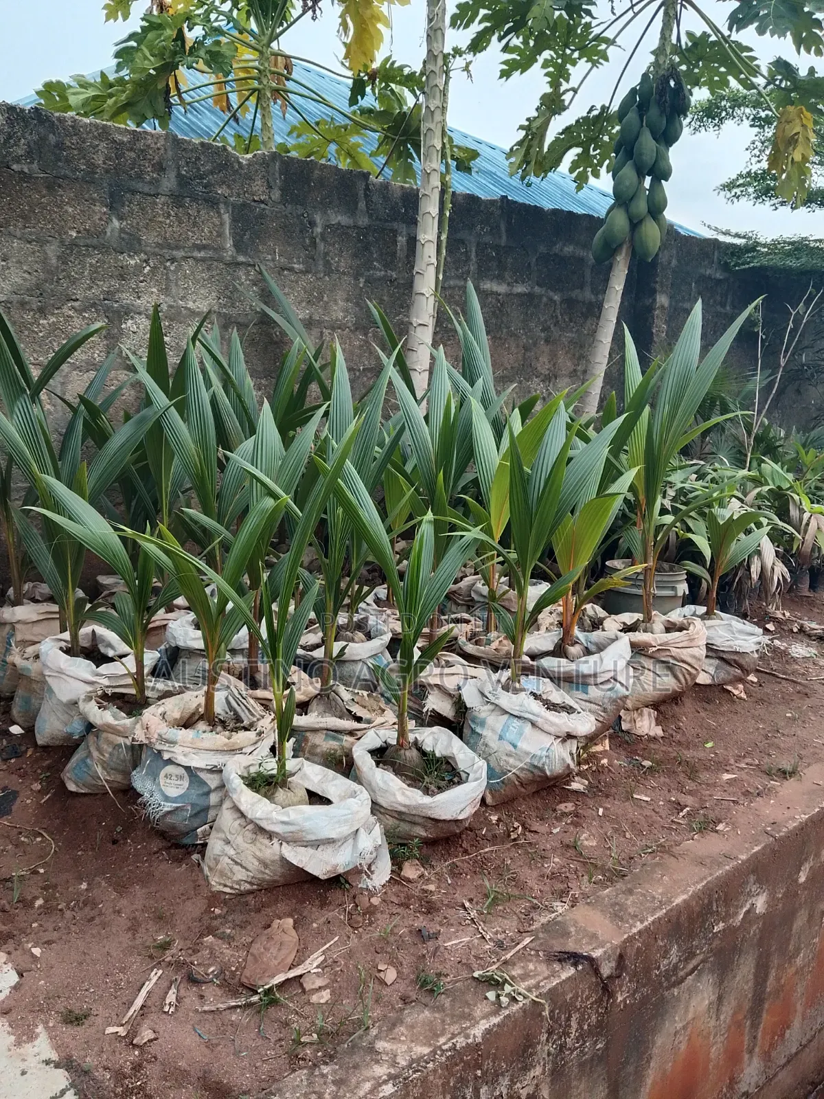 Sweet Dwarf Coconut Seedlings