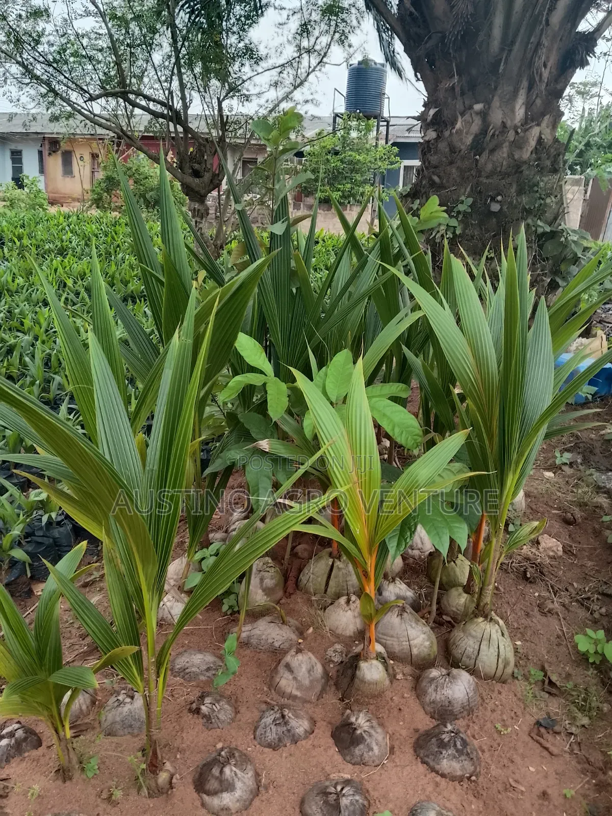 Sweet Dwarf Coconut Seedlings