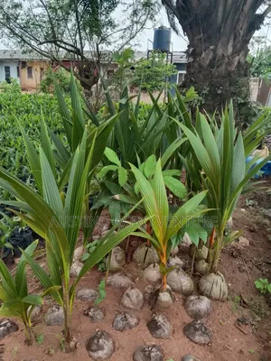 Sweet Dwarf Coconut Seedlings