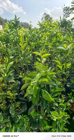 Hybrid Sweet Juicy Orange Seedlings