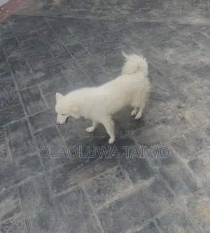 1+ year Female Purebred American Eskimo