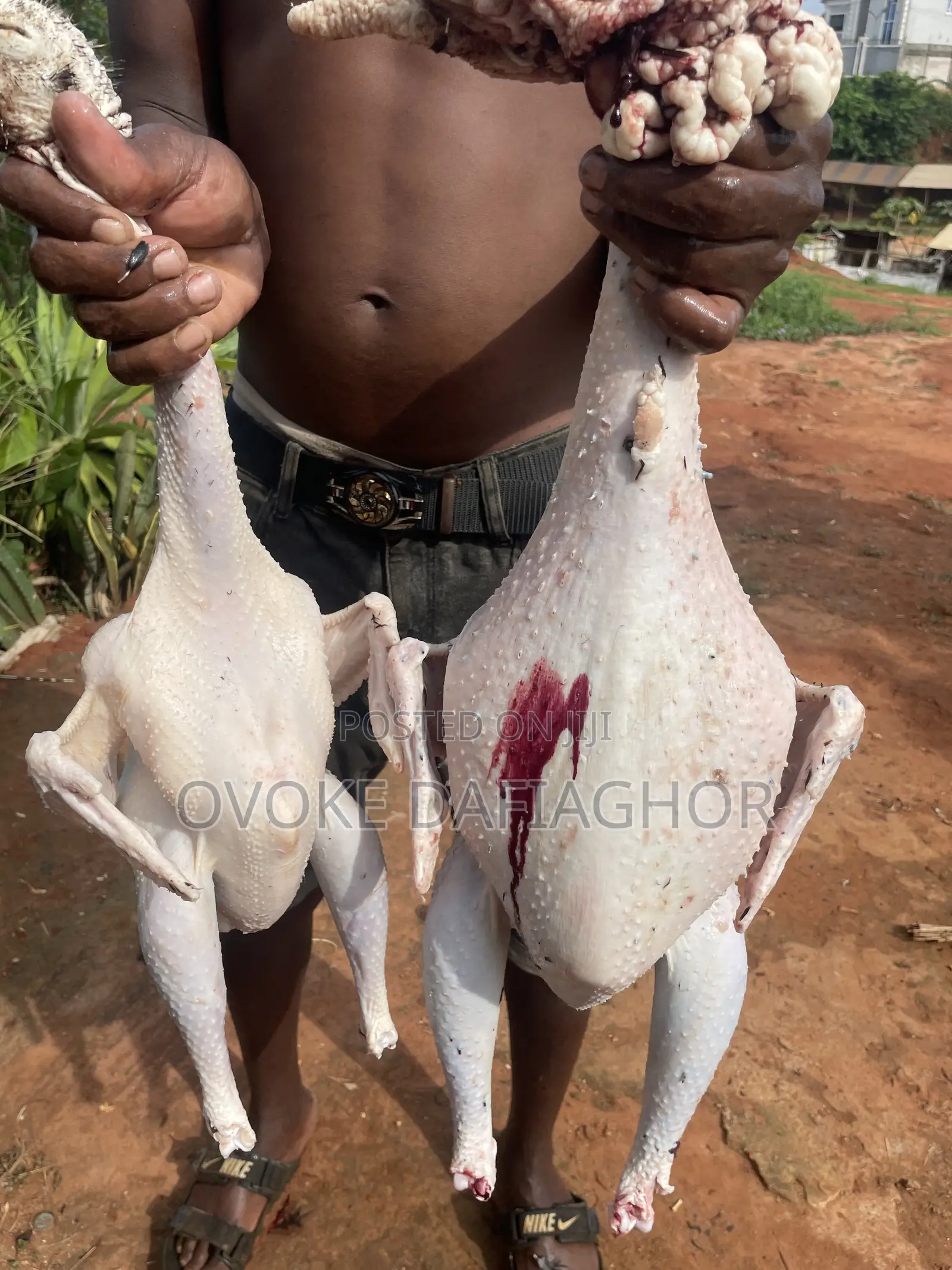 Fresh Turkey