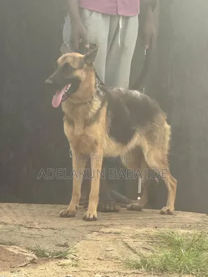 1+ year Female Purebred German Shepherd