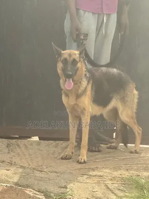 1+ year Female Purebred German Shepherd