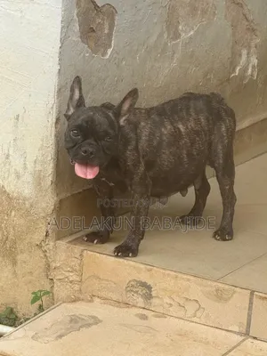 1+ year Female Purebred French Bulldog