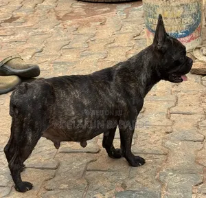 1+ year Female Purebred French Bulldog