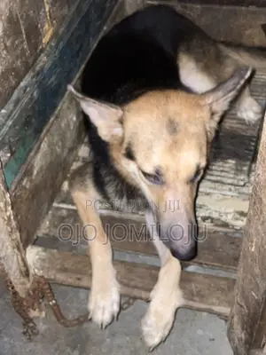 1+ year Female Purebred German Shepherd