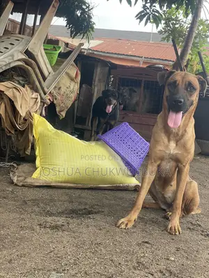 1+ year Female Purebred Boerboel