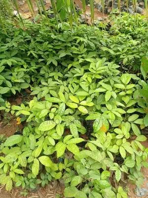 Sweet Local Pear Seedlings Available