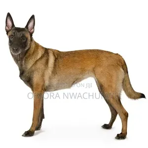 6-12 months Female Purebred Belgian Malinois