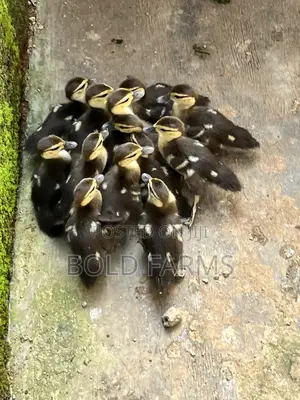 Muscovy Ducklings